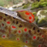 Brown Trout Adipose Fin