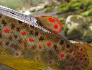 Brown Trout Adipose Fin