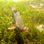 Underwater Rainbow Trout over Moss with Stimulator