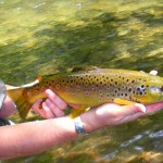 Little River Brown Trout