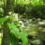 Mountain laurels and a fly fisher