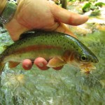 Rainbow Trout and Brown Stonefly