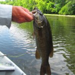 Float trip smallmouth bass on a popping bug