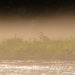 A great blue heron silhouetted in the mist on a Tennessee tailwater