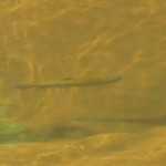 Trout in low & clear water