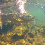 Underwater brown trout