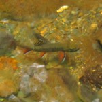 Brook Trout in Current