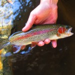 Colorful Rainbow Trout