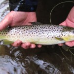 Smoky Mountain brown trout