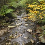 Fall stream scene in the Smoky Mountains