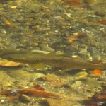 Big Brown Trout Shallow
