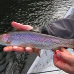 Clinch River Rainbow