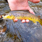 Smokies Brown Trout with a Thunderhead