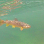 Brown Trout Swimming