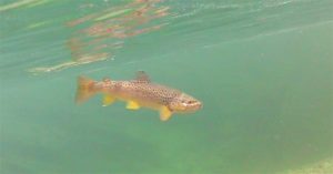 Brown Trout Swimming
