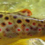 Brown Trout Spots and Adipose