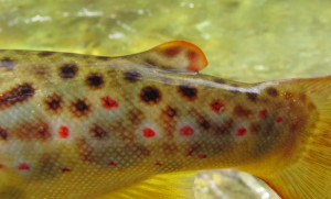 Brown Trout Spots and Adipose