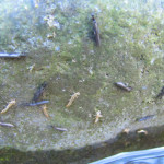 Hatching Stoneflies
