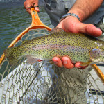 Holston River Rainbow Trout