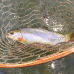 Chunky tailwater Rainbow In Net