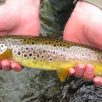 Nice Brown Trout With Haystack