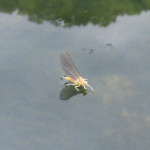 Sulphur mayfly