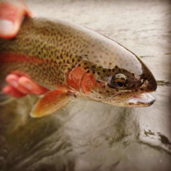 Rainbow Trout Face Tight Focus
