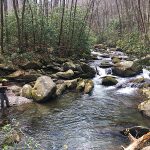 Smoky Mountain wilderness stream