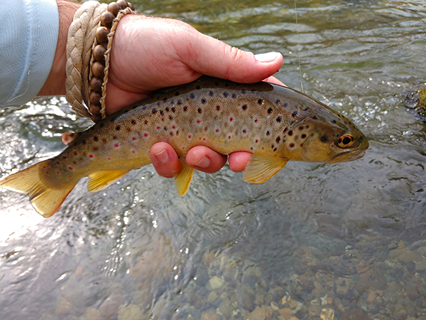 Best Trout Fishing Seasons For The Smokies - Mac Brown Fly Fish