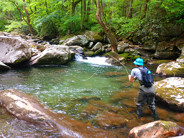 Big Creek Watershed - Fly Fishing Smoky Mountains