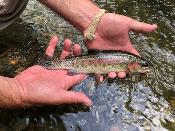 Summer Fly Fishing Is In Full Swing in the Smokies and East