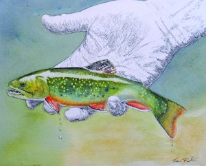 Watercolor painting of a brook trout
