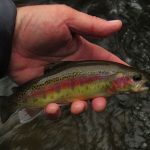 Wild Smoky Mountain rainbow trout