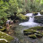 Fly fishing a backcountry creek for brook trout in the Smoky Mountains