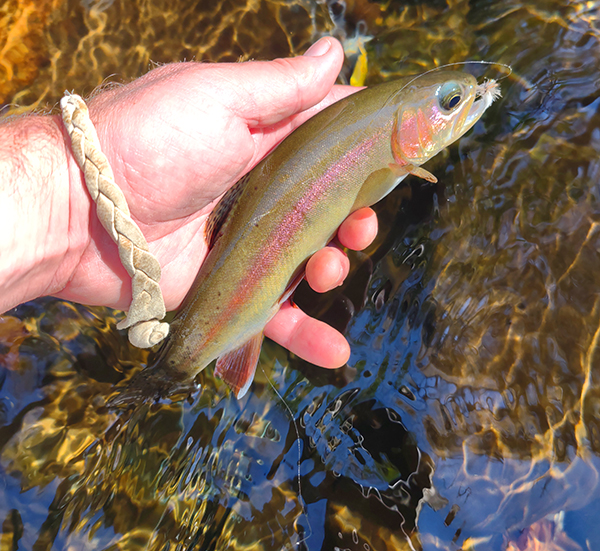 Great places to go fly fishing for cutthroat trout during June