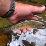 Wild Smoky Mountain rainbow trout