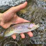 Wild Smoky Mountain rainbow trout