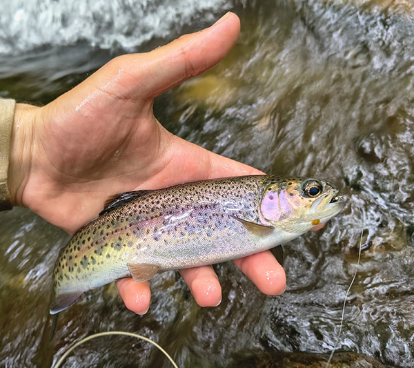 Wild Smoky Mountain rainbow trout