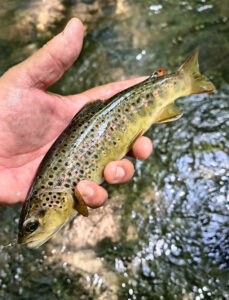 Wild Smoky Mountain brown trout