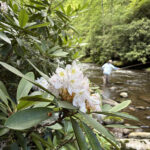 RhododendronFishermen