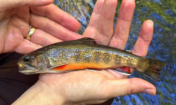 Wild and native brook trout in Great Smoky Mountains National Park