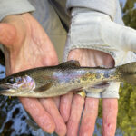 fall fly fishing in the Smoky Mountains