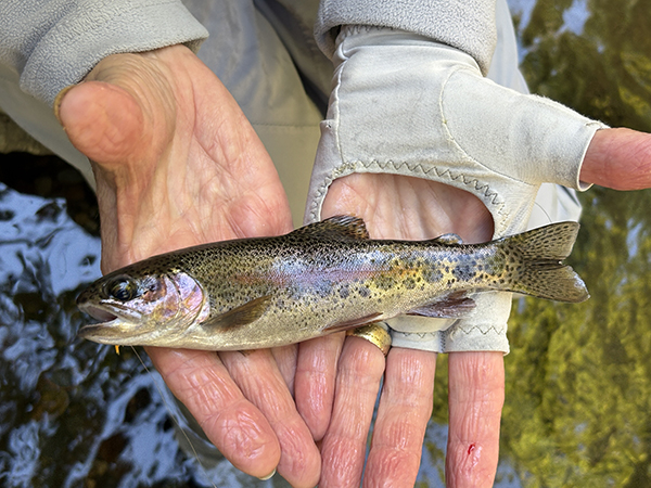 Wild rainbow trout in Great Smoky Mountains National Park